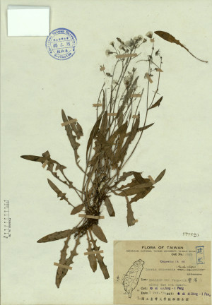 Ixeris chinensis (Thunb.) Nakai_標本_BRCM 4363