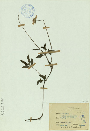 Tridax procumbens Lin._標本_BRCM 4576
