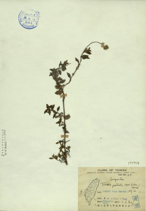 Wedelia prostrata (Hook. & Arn.) Hemsl._標本_BRCM 4335