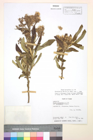 Blumea balsamifera (L.) DC._標本_BRCM 3795