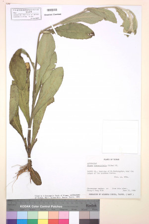 Blumea hieracifolia (D. Don) DC._標本_BRCM 4813