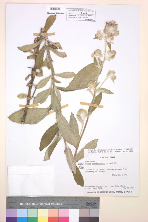 Blumea hieracifolia (D. Don) DC._標本_BRCM 3758