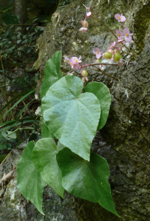 諒山秋海棠 (Begonia langsonensis C.I Peng & C.W.Lin)