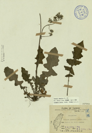 Youngia japonica (Thunb.) DC._標本_BRCM 3979