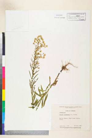 Conyza canadensis (L.) Cronq._標本_BRCM 6336
