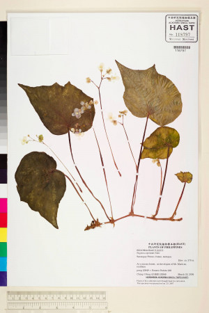 Begonia copelandii標本_BRCM 2251