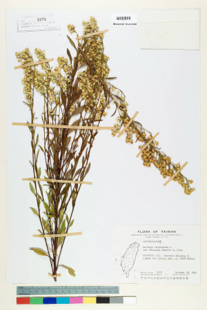Solidago virgaurea L. var. leiocarpa (Benth.) A. Gray_標本_BRCM 6473