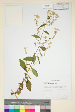 Blumea membranacea DC._標本_BRCM 4789