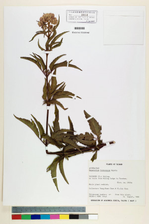 Eupatorium formosanum Hayata_標本_BRCM 5728