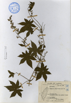 Humulus japonicus S. & Z._標本_BRCM 4619