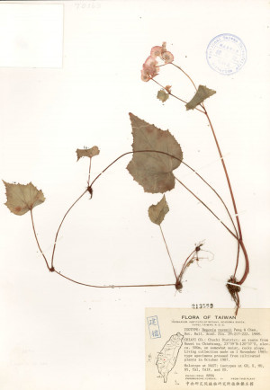 Begonia ravenii C. I Peng & Y. K. Chen_標本_BRCM 4665