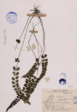 Lindsaea orbiculata (Lam.) Mett. ex Kuhn_標本_BRCM 4075