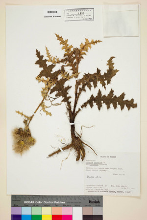 Cirsium japonicum DC. var. australe Kitam._標本_BRCM 5880