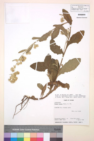 Blumea lacera (Burm. f.) DC._標本_BRCM 4912