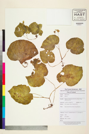 Begonia integrifolia標本_BRCM 2448