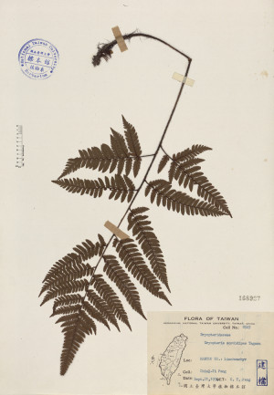 Dryopteris sordidipes Tagawa_標本_BRCM 4078
