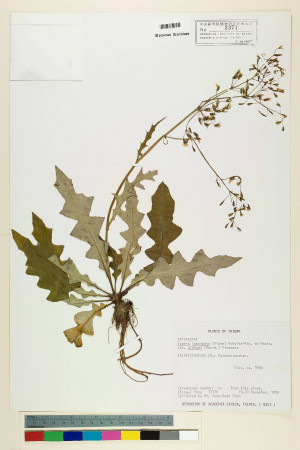Ixeris laevigata (Blume) Schultz-Bip. ex Maxim var. oldhami (Maxim.) Kitam._標本_BRCM 6894
