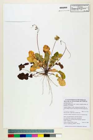 Youngia japonica (L.) DC. subsp. longiflora Babc. & Stebbins_標本_BRCM 5520