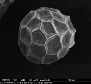 山峰秋海棠–葉片與種子SEM顯微照相
