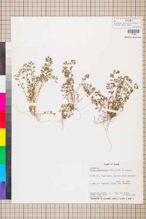 Soliva anthemifolia (Juss.) R. Brown ex Less._標本_BRCM 5065