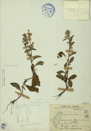 Blumea lacera (Burm. f.) DC._標本_BRCM 3891