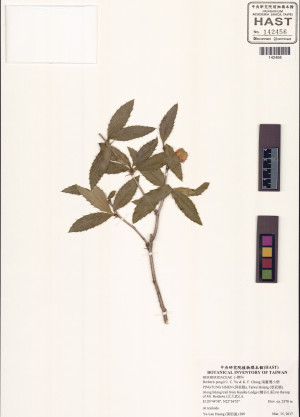 Berberis pengii C. C. Yu & K. F. Chung_標本_BRCM 6049
