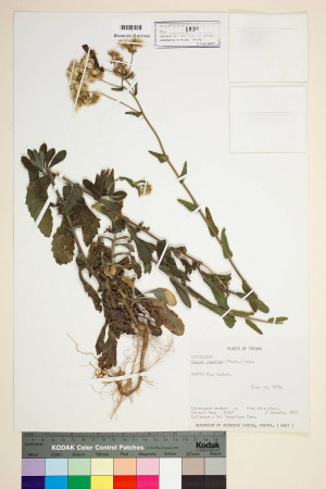 Conyza japonica (Thunb.) Less._標本_BRCM 6918