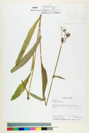 Sonchus arvensis L._標本_BRCM 7039