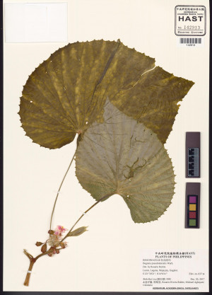 Begonia pseudolateralis標本_BRCM 2956
