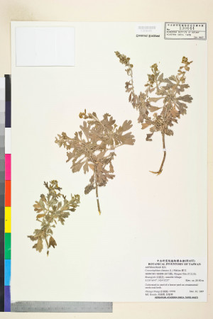 Crossostephium chinense (L.) Makino_標本_BRCM 7512