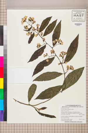 Vernonia gratiosa Hance_標本_BRCM 5159