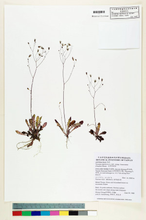 Youngia japonica (L.) DC. subsp. monticola Koh Nakam. & C.I Peng_標本_BRCM 5521