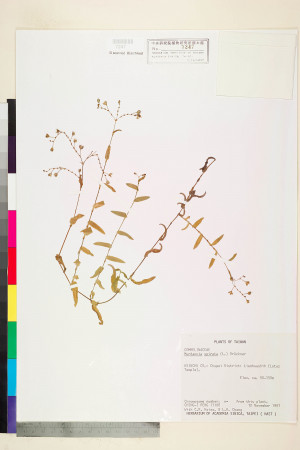 Murdannia spirata (L.) Brückn._標本_BRCM 5983