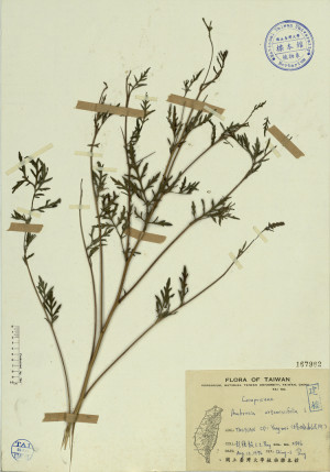 Ambrosia artemisiifolia L._標本_BRCM 3969