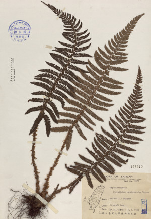 Polystichum parvipinnulum Tagawa_標本_BRCM 4061