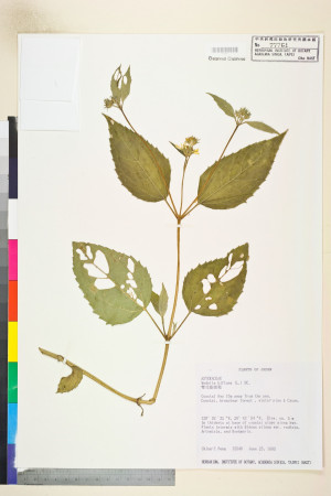 Wedelia biflora (L.) DC._標本_BRCM 6215