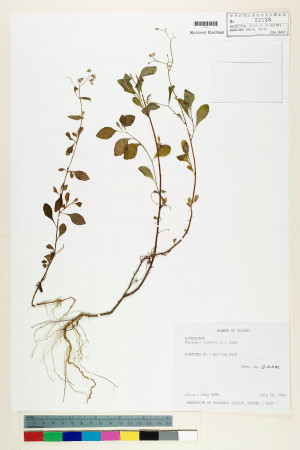 Vernonia cinerea (L.) Less._標本_BRCM 5086