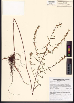 Ludwigia lanceolata Elliott_標本_BRCM 7824