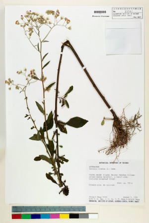 Vernonia cinerea (L.) Less._標本_BRCM 5149
