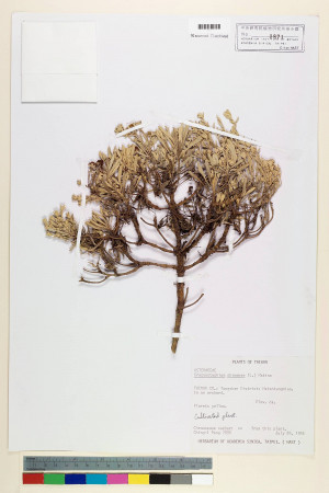 Crossostephium chinense (L.) Makino_標本_BRCM 6576