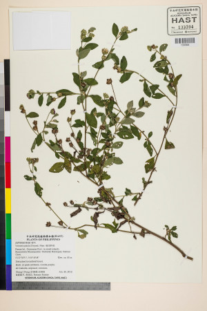 Vernonia patula (Dryand.) Merr._標本_BRCM 5161