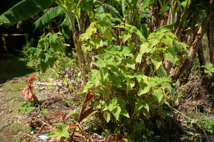 東加_島上栽植的構樹