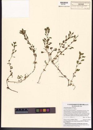 Ludwigia palustris (L.) Elliott_標本_BRCM 7739