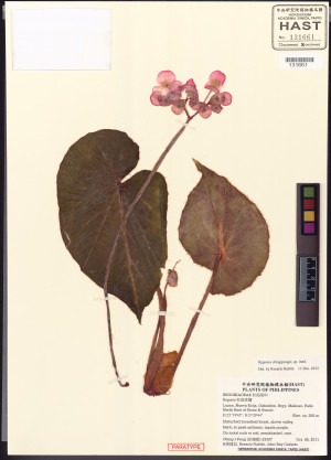 Begonia chingipengii Rubite_標本_BRCM 6036