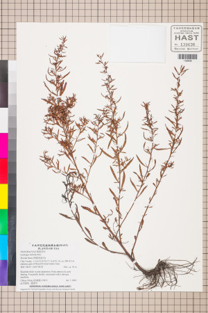 Ludwigia linifolia Poir._標本_BRCM 3519