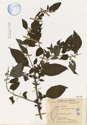 Solanum biflorum Lour._標本_BRCM 4643