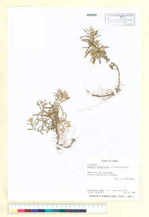 Anaphalis margaritacea (L.) Benth. & Hook. f._標本_BRCM 6707