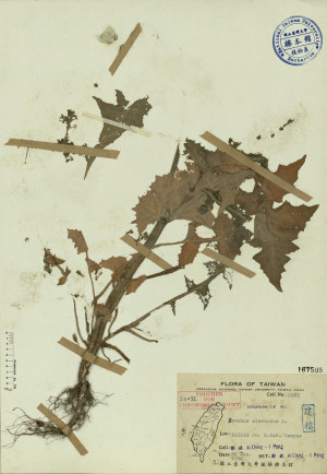 Sonchus oleraceus L._標本_BRCM 3935