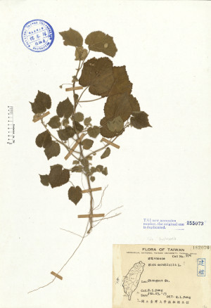 Sida cordifolia L._標本_BRCM 4705