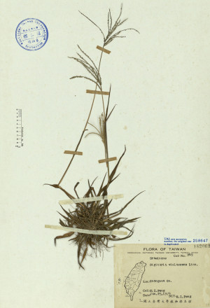 Digitaria violascens Link._標本_BRCM 4716